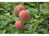 Bir ağacından 190 bin TL gelir sağlanan mango üreticinin yeni gözdesi