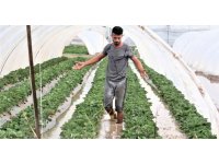 Antalya’da 1 saat etkili olan sağanak yağışta çilek seraları sular içinde kaldı