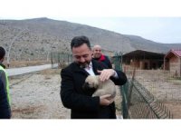 Elbistan Belediyesi başıboş köpekler için harekete geçti