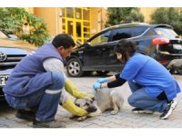 Yüreğir Belediyesi kuduz aşısı çalışması başlattı