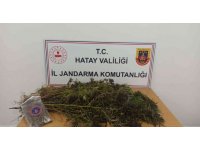 Hatay’da 477 kök skunk, 313 gram kubar esrar ele geçirildi