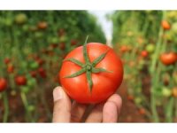 Örtü altında domates hasadı başladı: İlk ürünler dünya kupası maçı oynanan Katar’a