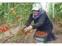 Örtü altı domateste ikinci hasat başladı