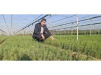 Adana’nın fidanları Ceyhan’da yetiştiriliyor