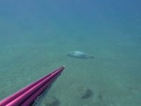 Akdeniz foku su altında uyurken görüntülendi