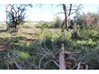 Yeni mezar yeri açmak için ağaçları kesip, eski mezarları tahrip ettiler