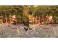 Bahçelere zarar veren domuzlar artık tavukları götürmeye başladı