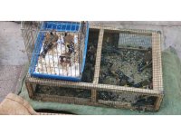 Saka kuşu besleyen şahsa 26 bin TL ceza kesildi, kuşlar doğaya salındı