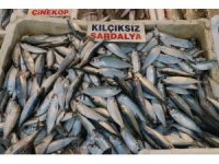 Akdeniz’de sardalya bereketi