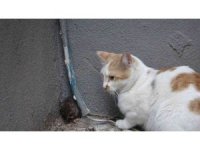 Kedinin fare ile oyunu