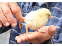 Bu da 3 ayaklı civciv: 10 katı fiyat teklifi geldi