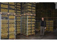 Romanya, Makedonya ve Ukrayna’ya ayva ve karyağdı armudu ihracatı