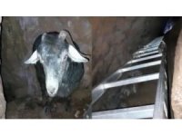 Mağarada keçi kurtarma operasyonu