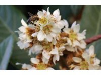 Yenidünya ağaçları çiçek açtı