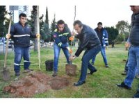 Çukurova’da turunç seferberliği