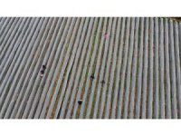 Adana’da kış ayında çilek hasadı: Kilosu 80 TL, bahçeye müşteriler kendileri toplamaya geliyor