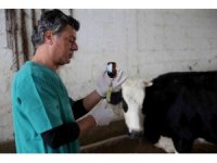 Seyhan Belediyesi’nden, üreticilere koruyucu hayvan sağlığı hizmeti