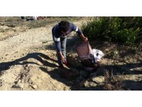 Öldürülüp ağaç dikim alanına atılan yavru köpek, işçiler tarafından gömüldü