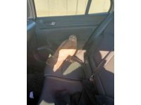 Otoyolda bulduğu yaralı kızıl şahine sahip çıktı