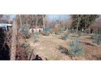 Ağaçta kalp krizi geçiren adam hayatını kaybetti