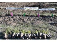 Köyde bal ormanı oluşturuldu