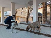 Osmaniye Belediyesi, sokak hayvanlarına umut oluyor