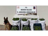 Avokado hırsızları jandarmadan kaçamadı