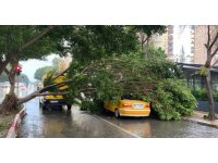 Antalya’da fırtınaya dayanamayan Benjamin ağacı araçların üzerine devrildi