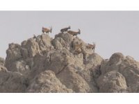 Dağların süsü olan yaban keçisi sürücü dronla görüntülendi