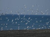 Milleyha Sulak Alanı 302 kuş türüne ev sahipliği yapıyor