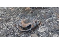 Kuş Cenneti’ndeki yangında bazı hayvanlar telef oldu