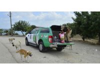 Adana’da 132 yasaklı ırk köpeğe el konuldu