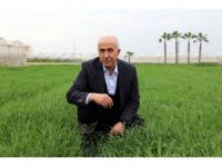 Deneme amaçlı ekilen atalık karakılçık buğdayı tohumu boy verdi