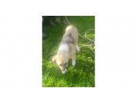 Asi Nehri kenarında mahsur kalan köpek kurtarıldı