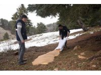 Amanos Dağları’nın eteklerine yaban hayvanları için yem bırakıldı