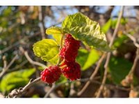 Dut ağacı kış mevsiminde meyve verdi