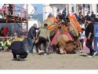 Develer güreşti, sahipleri kavga etti