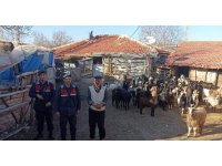 Burdur’da kaybolan 70 küçükbaş hayvan, jandarma ekipleri tarafından bulundu
