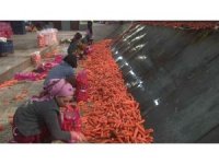 Havuçta zorlu hasat başladı: Rekolte de fiyatı da yüzleri güldürdü