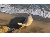 Koruma altına alınan Akdeniz foku Adana’da görüldü