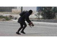 Otomobil çarpan kediyi kurtarmak istedi, çabası yetersiz kaldı