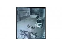 Sokak köpekleri dehşet saçtı