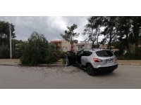 Kontrolden çıkan araç kaldırımdaki ağacı yerinden söktü: 1 yaralı