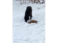 Hayvanları beslediler, yaralı köpeğe sahip çıktılar