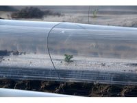 Adana’da erkenci karpuz fideleri toprakla buluştu