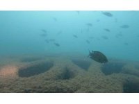 Mersin’deki yapay resifler canlıların beslenme ve üreme alanı oldu