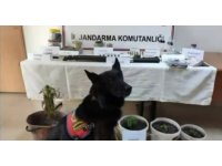 Jandarmadan uyuşturucu operasyonu, 4 şüpheli yakalandı