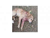 Av tüfeğiyle vurulan köpek yaralandı