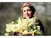 Nergis hasadı yüzleri güldürdü