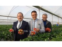 Vali Pehlivan, işçilerle birlikte hasat yaptı